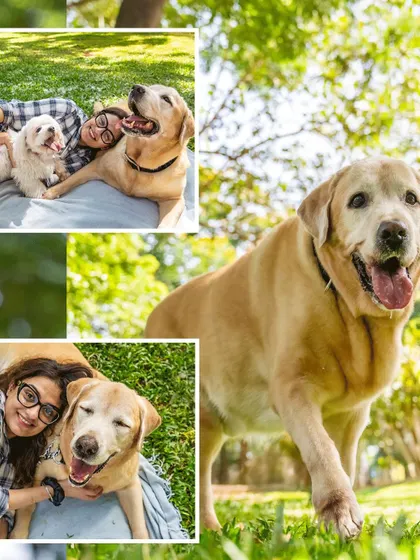 A collage from Bruno's 10th birthday, celebrating a decade of love and companionship.