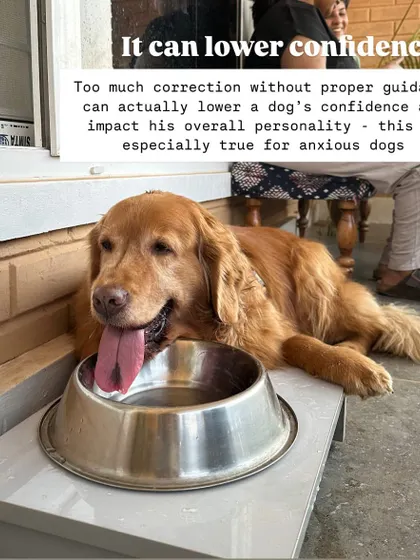 Overusing the word "no" is a common training mistake. It loses its meaning, lowers your dog's confidence, and doesn't teach them what you want them to do instead. I teach you how to use redirection and positive reinforcement for better results.