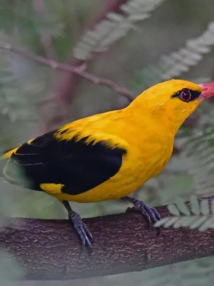 The intense red eye and pinkish beak of the Golden Oriole contrast beautifully with its yellow feathers. It is these small, perfect details that have fascinated me since I first laid eyes on this bird as a child.