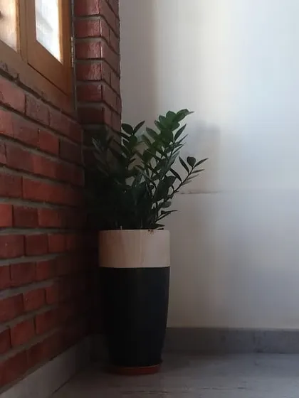 A ZZ plant in a modern two-toned planter, placed against a rustic brick wall. This demonstrates how versatile indoor plants can be, fitting perfectly into industrial or contemporary design schemes.