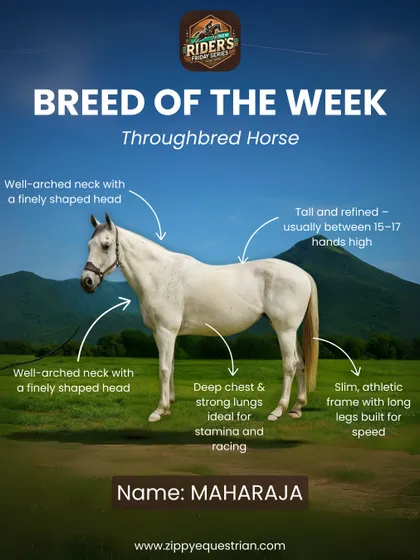 Breed of the Week: the Thoroughbred. Meet Maharaja, a perfect example of the speed, stamina, and elegance this breed is known for.