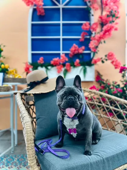 Zoey, a Frenchie graduate, looking picture-perfect. Her owners wanted to get ahead of the typical "wild" Frenchie behavior, and now they have a well-mannered pup.