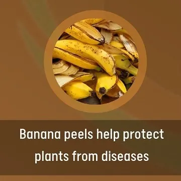 Don't throw away your banana peels. They are rich in potassium and phosphorus, which help nourish the soil and can protect plants from diseases. Simply chop them up and bury them in the soil or create a "banana peel tea" to spray on your plants.