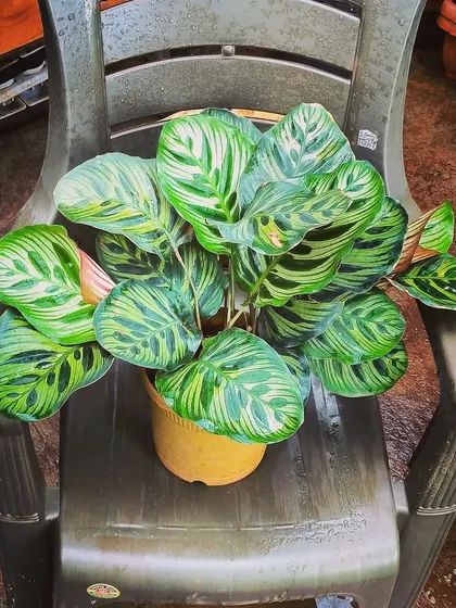 Hello, Mr. Peacock Plant. To keep your Calatheas looking this pretty, we recommend misting them with clean water to provide the humidity they love.