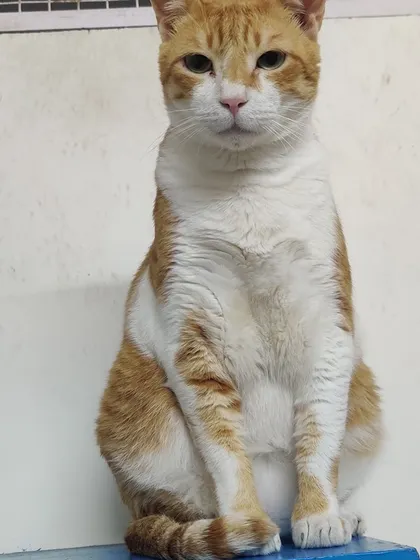 This is Whiskey, a gentle ginger and white cat who doesn't know how to hiss. He is the sweetest boy.