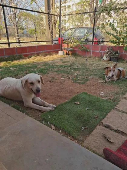 Our secure, gated yard is where the dogs can run, play, and just be dogs. This free-roaming space is essential for their physical exercise and mental well-being during their stay.