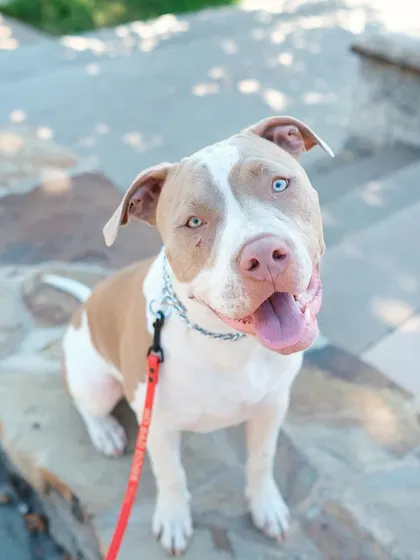 This handsome fella is ready for his pack walk! These events are a fantastic way to maintain and improve upon the training you've already done with me.