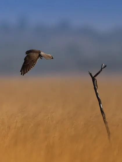 The kestrel takes flight, hovering over the golden grass. Capturing this moment of takeoff requires quick reflexes and an understanding of the bird's behavior.