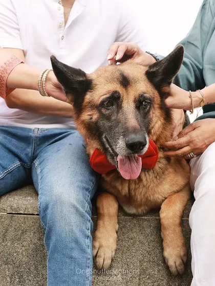 All hands on Jedi, please! A close-up shot showing a dapper German Shepherd getting all the love from his family during an outdoor shoot at Marine Drive.