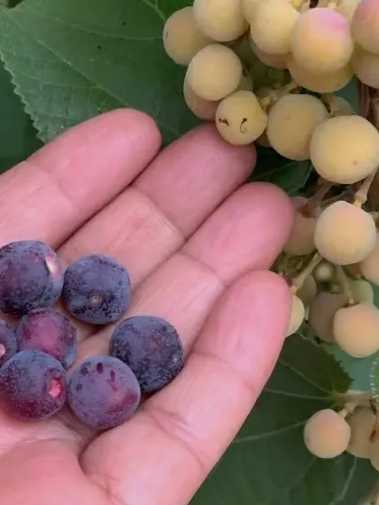 Falsa is a small berry with big benefits. It's a natural coolant and is rich in vitamins A and C. I recommend it for boosting bone health, relieving joint pain, and treating anemia due to its iron content.