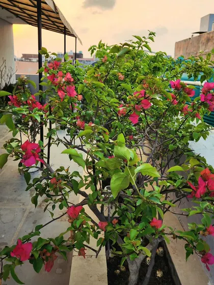This blooming Bougainvillea adds a wonderful pop of color to a terrace garden. It's a hardy plant that is perfect for sunny urban spaces.