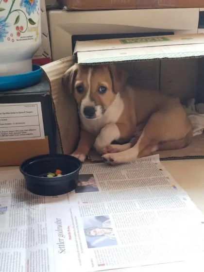 Hiding in his little box, this abandoned 2 month old indie pup is looking for a safe and loving home. He can't be left alone and needs a family to care for him.