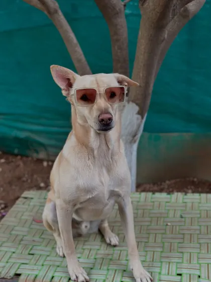 Another one of our stylish in-house dogs, rocking her shades and enjoying the sun. Our rescued pets are the heart of our cafe.