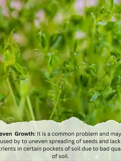 Uneven growth in microgreens is a common problem. It can be caused by uneven seed spreading or a lack of nutrients in the soil. Using a quality soil mix is key.