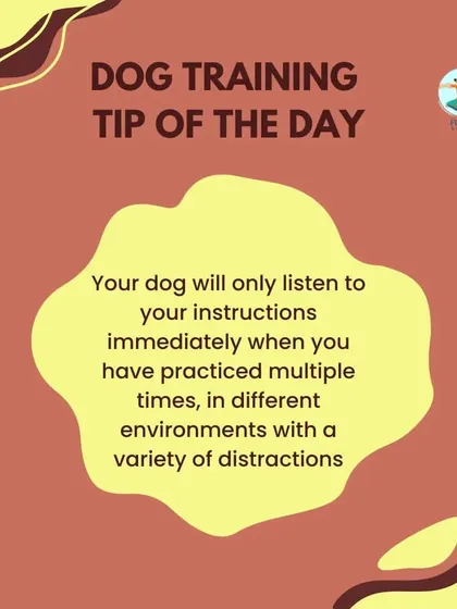 For your dog to listen immediately, especially in distracting situations, you need to practice commands many times in different environments. Reliability is built through repetition and proofing the behavior in the real world.