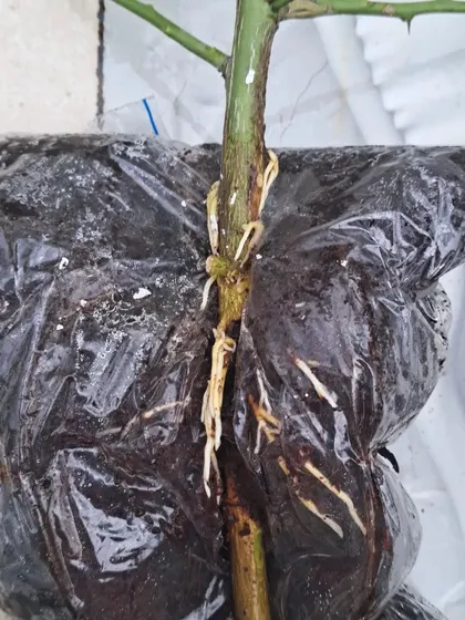 The air layering is still wrapped in plastic, with the new roots visible. I'll walk you through each step of this process.