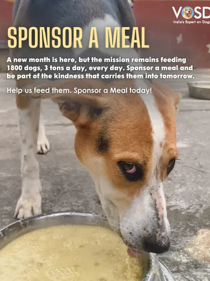 This is Dora, a survivor of cruelty, relishing her food. For dogs who have known starvation, a full bowl is more than just a meal; it's a promise of safety and care.