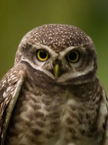 An extreme close-up of a Spotted Owlet. This shot reveals the incredible detail in its eyes and feathers, offering a view that is rarely seen.