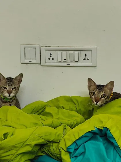 Two of the triplets peeking out from their cozy blanket fort. Good morning, little ones.