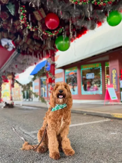 Another festive pup enjoying the Christmas season.