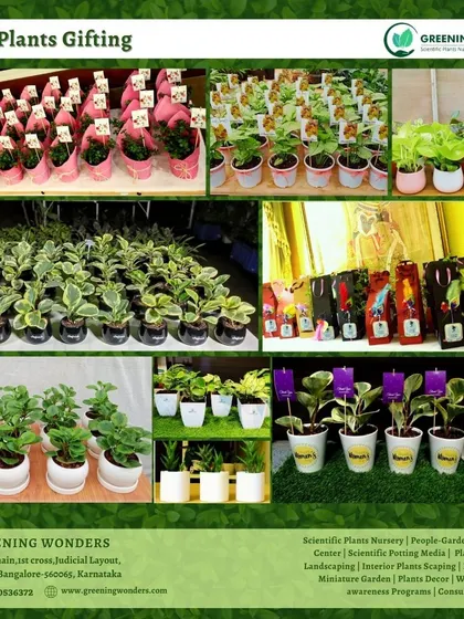 A collection of our bulk plant gifting options, perfect for corporate orders and large events.