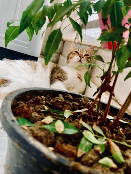 This handsome cat is enjoying a peaceful moment in the balcony, relaxing near the plants. My babies have safe access to the balcony for some fresh air and sunbathing.