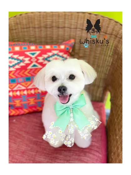 Leo the Maltese looking picture-perfect in his wicker chair. His haircut is neat, his white coat is bright, and the cute mint green bow completes his charming look.