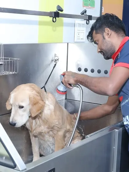 A Golden Retriever enjoys a soothing bath in one of our spacious, professional-grade tubs. Our equipment is designed to comfortably accommodate dogs of all sizes for a safe and thorough wash.