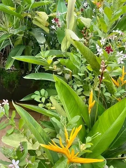 We love when our clients share photos of their gardens in full bloom. This beautiful close-up of Heliconia and other tropical flowers from a terrace garden we designed is a testament to how a well-maintained space can bring daily joy.