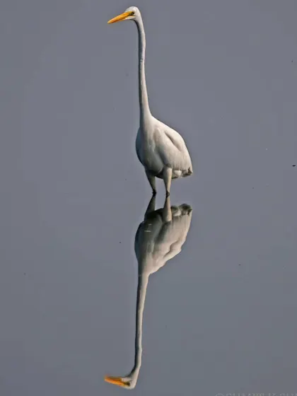 A Great Egret and its perfect reflection in the still water, creating a beautiful, symmetrical, and artistic composition.