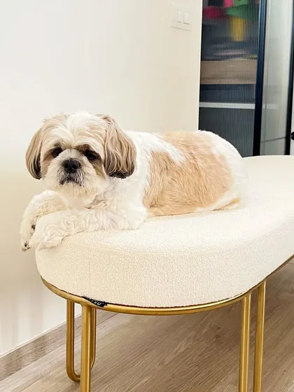 Our most favorite client, a cute Shih Tzu, enjoying a comfortable bench in the House of Hiranandani project.