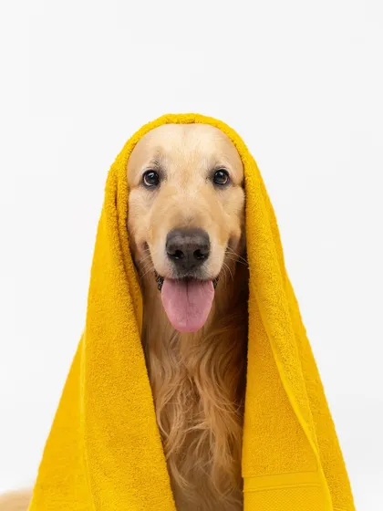 A happy Golden Retriever wrapped in a bright yellow towel. This is a simple, fun, and adorable concept that results in a portrait full of personality.