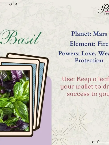 Basil is a sacred herb associated with love, wealth, and protection. To draw success and money to you, simply keep a fresh basil leaf in your wallet. It's a small act with powerful vibrational benefits.