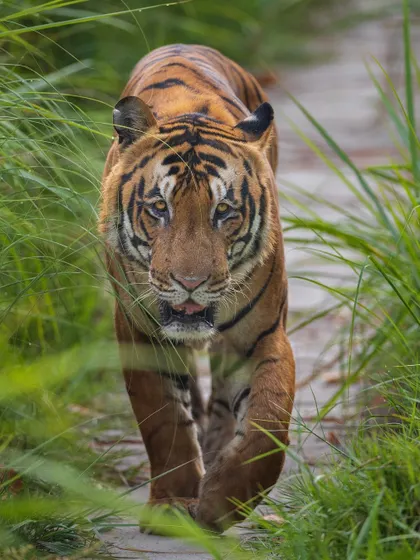 This tiger, walking through tall grass, demonstrates how these predators use their striped coats for camouflage. We learn to spot these subtle signs to improve our tracking skills.