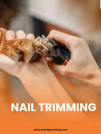 Nail trimming is a delicate process that I handle with care. I ensure each nail is clipped to a safe and comfortable length.