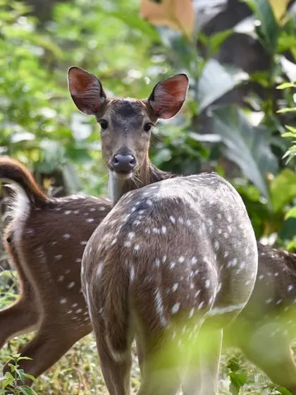 A herd of spotted deer in the nearby forest. Excursions to the local wildlife safari are a popular activity for our guests to connect with India's incredible fauna.