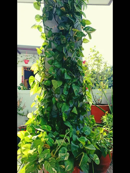My pothos or money plant has completely covered this pillar on the balcony. It's a super easy trailing plant that creates a wonderful green curtain effect.
