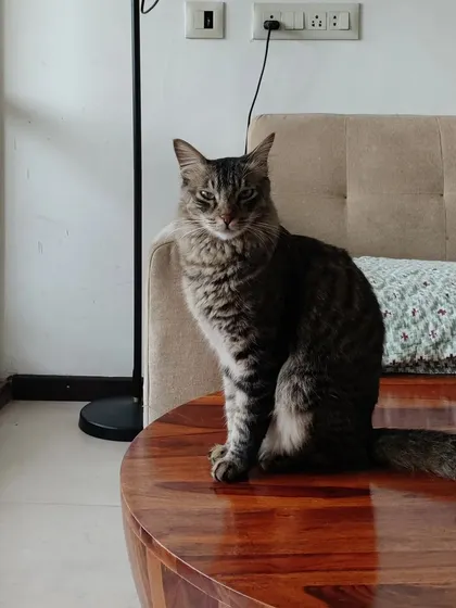 Reiki looking cool and confident. He's the master of chilling, and we can all learn something from him.