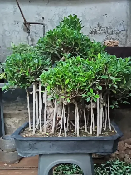 A high-end Ficus bonsai styled to look like a miniature forest. Multiple trunks rise from a single base, creating a dense and impressive canopy in a traditional bonsai tray.