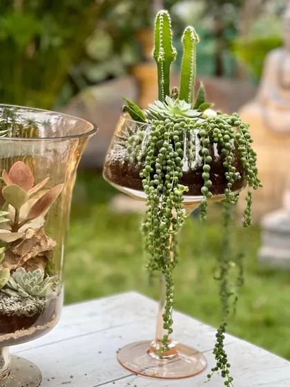 A custom open terrarium featuring a string of pearls and a small cactus in a stemmed glass. This piece is a perfect example of how we use unique glassware to create attention-grabbing plant decor.