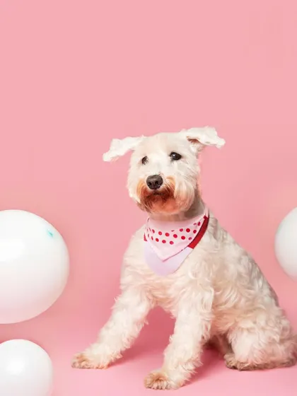 A stylish portrait of a Miniature Schnauzer, the birthday pup's best friend, looking sharp against the pink studio background. I make sure all furry family members feel included.