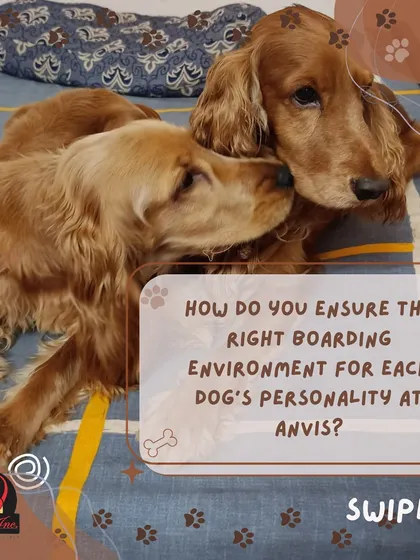 We ensure the right environment by assessing each dog's personality. Our various centers cater to different needs, from social butterflies to those who prefer quiet time.