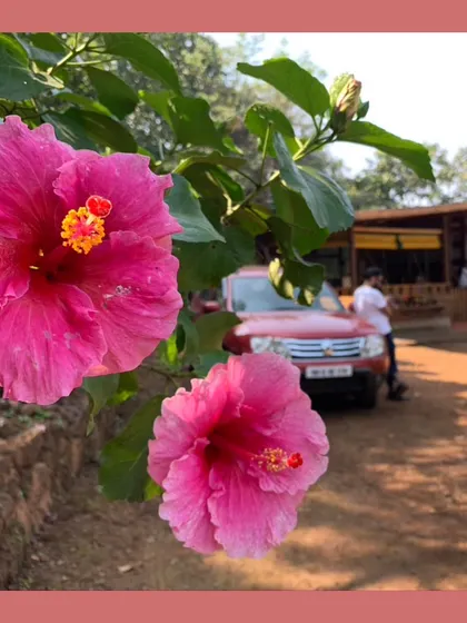A beautiful pink Hibiscus flower in a farmhouse setting. This image captures the essence of a purposeful garden that brings joy and calm.