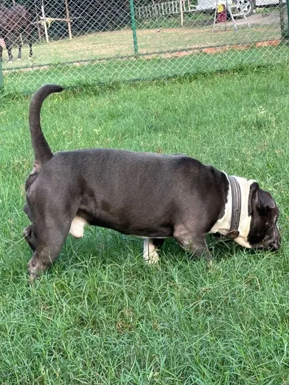 Beera the Pitbull sniffing the grass. This simple act is a calming and enriching behavior that we ensure all dogs have the opportunity to do.