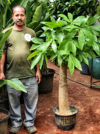 We are weekend-ready with trucks full of new plants, including the ever-popular Pachira. We have them available in multiple sizes and stem types, like this one with a thick, impressive trunk.