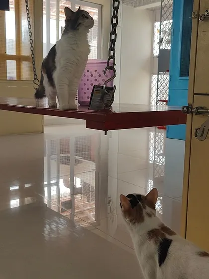 A playful moment between two friends. One cat is enjoying the swing while the other watches from the floor, waiting for their turn.