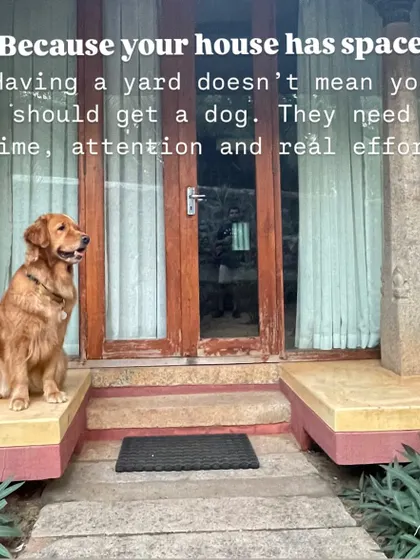 "Because my house has a big yard." A yard is not a substitute for walks, training, and mental stimulation. Dogs need your time and effort, not just space.
