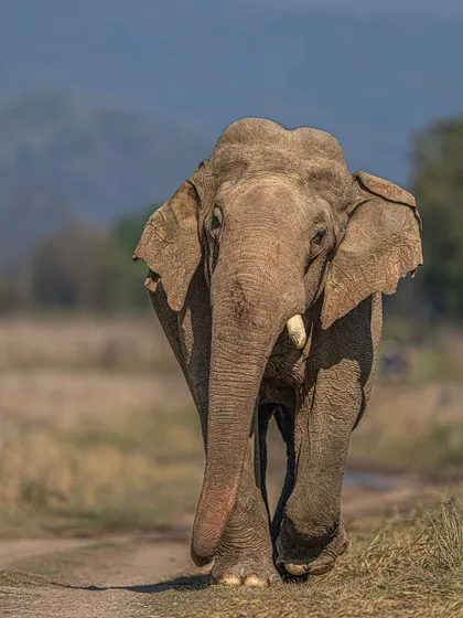 A head-on portrait of an elephant, captured for International Elephant Day to raise awareness for their conservation.