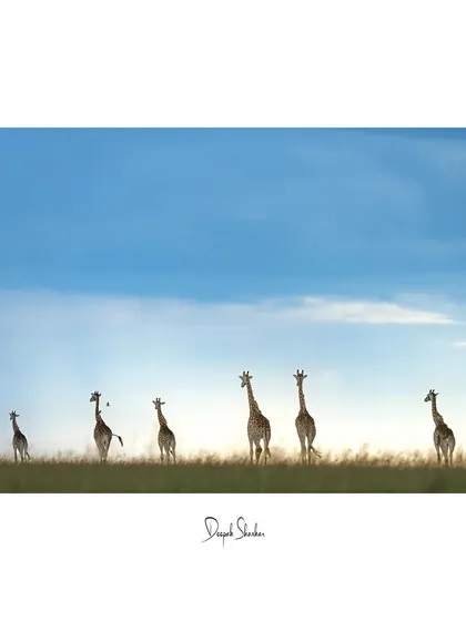 An embrace of light, earth, and life. This is one of my favorite landscape shots, a perfect moment of harmony in the wild.