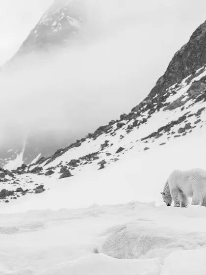 I chose a wide-angle lens here to show this polar bear within its immense, pristine environment as a storm builds. It’s a reminder of how small we are in this powerful ecosystem and the importance of telling the bigger story.